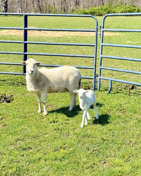 Easter Miracle Story